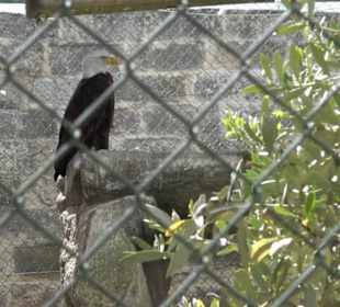 Malta Falconry Centre