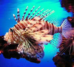 Fische in Loro Pargue