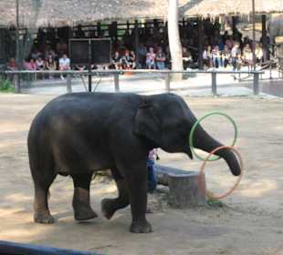 Allerlei Kunststücke