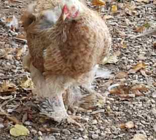 Dortige Bewohner ;-)