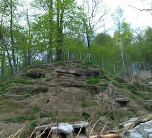 Eurasienbereich - Steinböcke