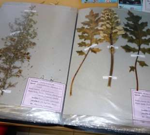 Rundgang durch das Museo della Foca Monaca