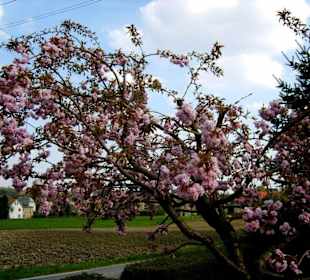 Frühling in Köthensdorf