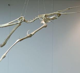 Ein sehr magerer Dino