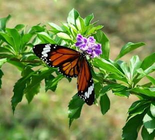Unmengen von Schmetterlingen