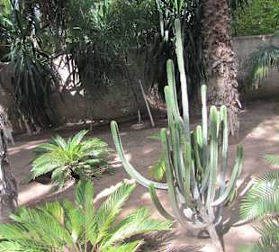 Jardin Majorelle