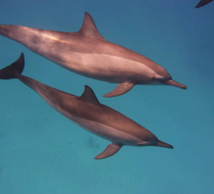 Spinnerdelfine Dolphinriff