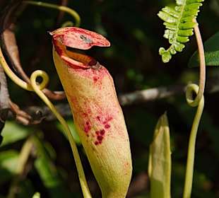 Kannenpflanze im „Little Amazonas“