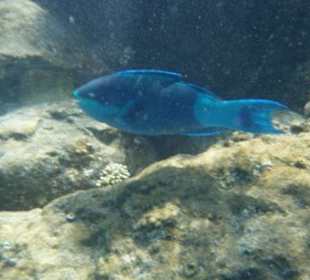 Bezaubernde Unterwasserwelt