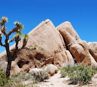 Joshua Tree Nationalpark