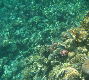 Korallen soweit das Auge reicht