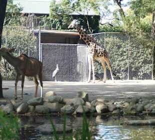 Tierpark Hagenbeck