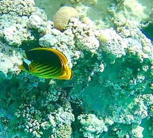 Schnorcheln Makadi Bay