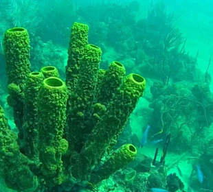Bayahibe Atlantic Princess Wreck