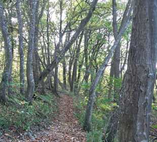 Höllenlöcher Hohenneuffen