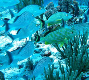 Fische
