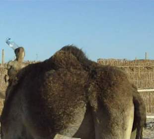 Im Beduinen Dorf, Kamel säuft aus Flasche 