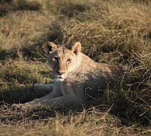 Löwin im Tsavo East Nationalpark