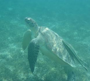 Schnorcheln Abu Soma