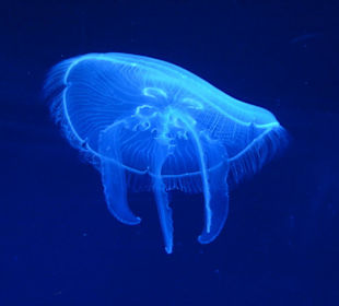 Aquarium L’Oceanogràfic