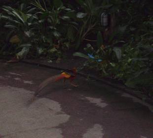 Frei laufender Fasan