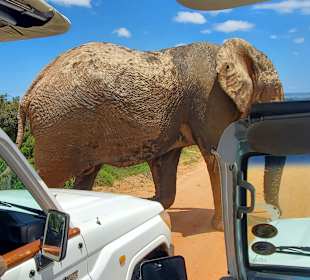 Mächtiger Fußgänger am Zebrastreifen