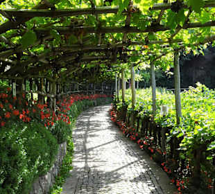 Im Weingarten von Schloss Trauttmansdorff