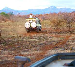 Mit den Jeeps zu den Löwen