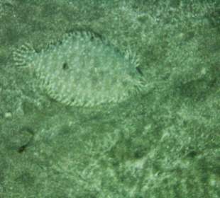 Schnorcheln Marsa Alam