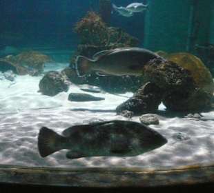 Großes Becken mit Rochen