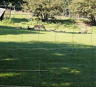 Wildpark Osterzgebirge