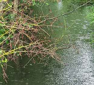 Schwinge bei Regenwetter