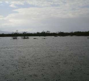 Naivasha-See