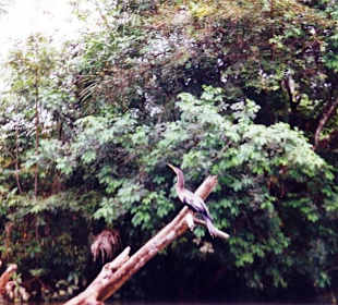 Schlangenhalsvogel am Rio Tarcoles