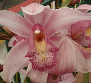 Die Orchideen wachsen hier wie Unkaraut