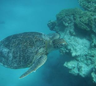 Schildkröte in der Schildkrötenbucht