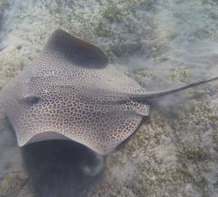 Nordriff - Leopardrochen