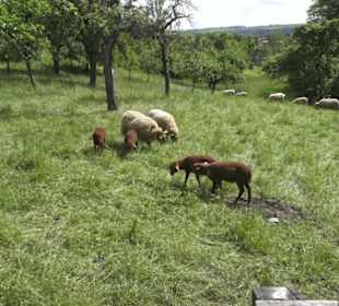 Hohenloher Freilandmuseum