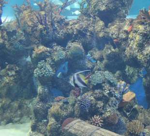 National Aquarium Malta - Fische