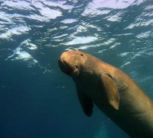 Dugong