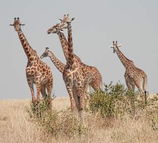 Giraffen