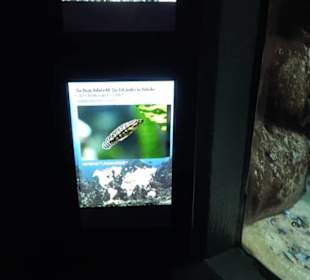 Tierpark Hellabrunn - Fische