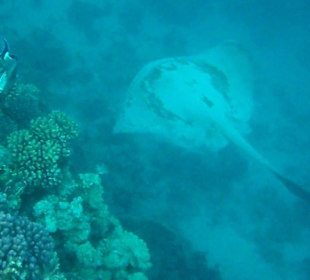 Federschwanz-Stechrochen