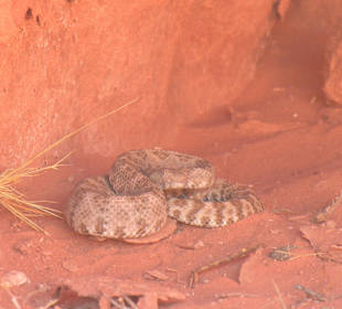 Klapperschlange im Valley of Fire