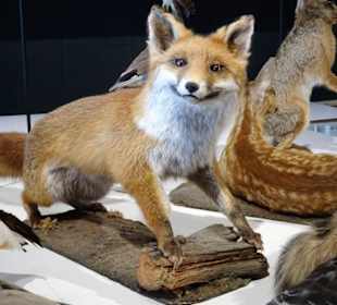 Fauna von Meer und Küste im Besucherzentrum