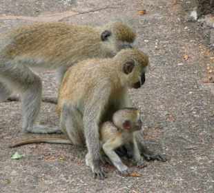monkeys