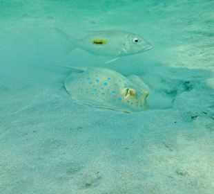 Blaupunktrochen im Hotelriff