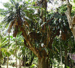 Botanischer Garten "Pamplemousses"