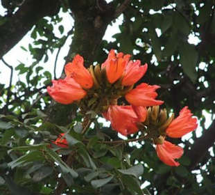 Im Botanischen Garten Peradeniya - Geführte Touren Astrid To