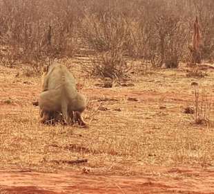 Geführte Touren Marco Polo Tours & Safaris Diani Beach